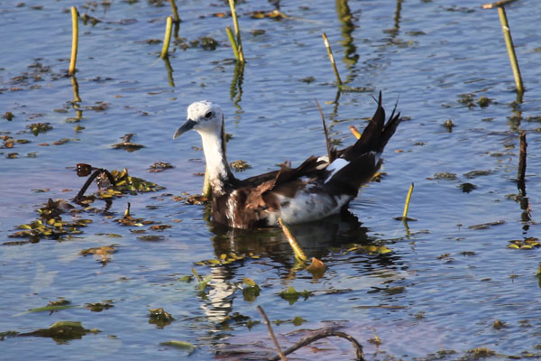 Pheasant-tailed Jacana